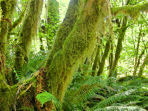 moss in woodland, Wishkah Unit, Olympic Wildlife Area, Grays Harbor County, Washington