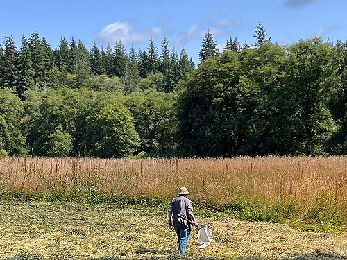 Rod Crawford approaches hay field with sweep net, Wishkah Unit, Olympic Wildlife Area, Grays Harbor County, Washington