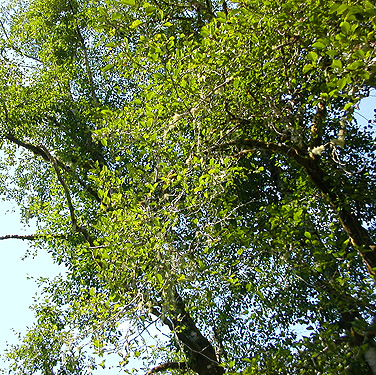 riparian alder canopy, Wishkah Unit, Olympic Wildlife Area, Grays Harbor County, Washington