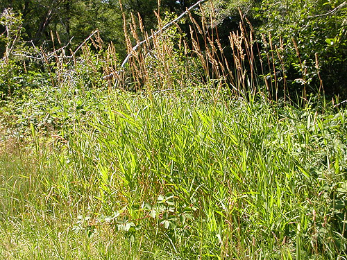 green riparian grass, Wishkah Unit, Olympic Wildlife Area, Grays Harbor County, Washington