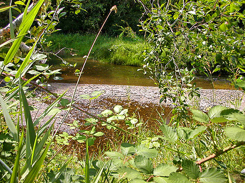 Wishkah River, Wishkah Unit, Olympic Wildlife Area, Grays Harbor County, Washington