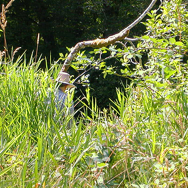 Laurel Ramseyer approaches river, Wishkah Unit, Olympic Wildlife Area, Grays Harbor County, Washington