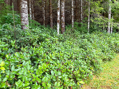 salal along south edge of St. John's (Wishkah) Cemetery, Grays Harbor County, Washington