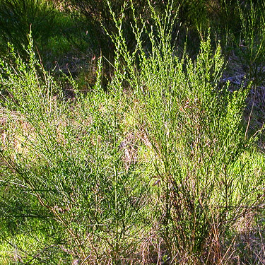 Scots broom along Sierra Pacific Road 530 SSW of Wildwood, Lewis County, Washington