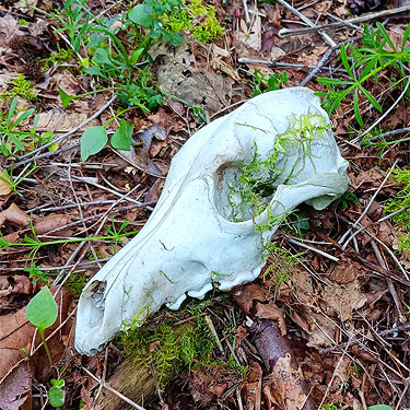 mystery canid skull found along Sierra Pacific Road 530 SSW of Wildwood, Lewis County, Washington