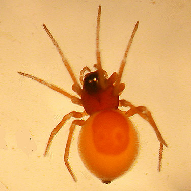 female spider Ceraticelus fissiceps from Douglas-fir foliage along Sierra Pacific Road 530 SSW of Wildwood, Lewis County, Washington
