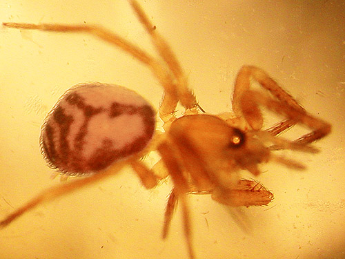 spider Cybaeota shastae sifted from moss along Sierra Pacific Road 530 SSW of Wildwood, Lewis County, Washington