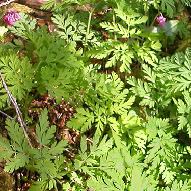 Dicentra formosa in understory along Sierra Pacific Road 530 SSW of Wildwood, Lewis County, Washington