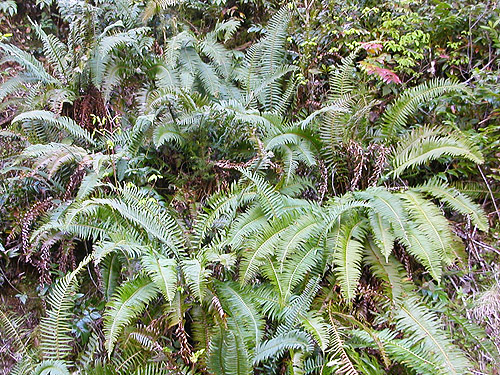 roadside sword ferns along Sierra Pacific Road 530 SSW of Wildwood, Lewis County, Washington