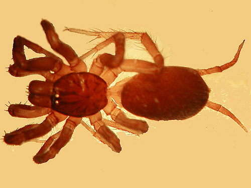 Hexura picea spider from leaf litter, along Sierra Pacific Road 530 SSW of Wildwood, Lewis County, Washington