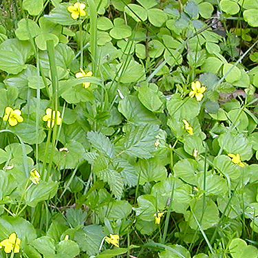 yellow flowers on roadside along Sierra Pacific Road 530 SSW of Wildwood, Lewis County, Washington