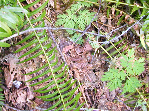 leaf litter along Sierra Pacific Road 530 SSW of Wildwood, Lewis County, Washington