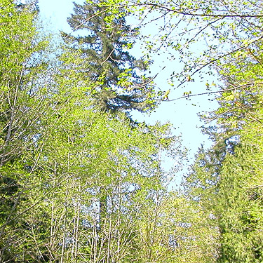 alder with spring foliage along Sierra Pacific Road 530 SSW of Wildwood, Lewis County, Washington
