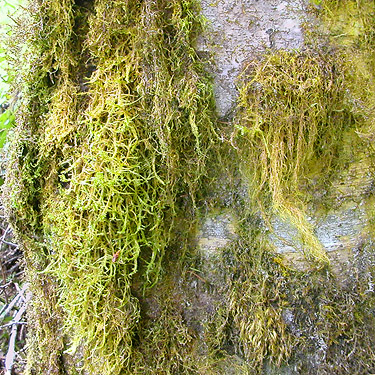 tree trunk moss along Sierra Pacific Road 530 SSW of Wildwood, Lewis County, Washington