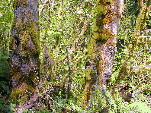mossy trees along Sierra Pacific Road 530 SSW of Wildwood, Lewis County, Washington