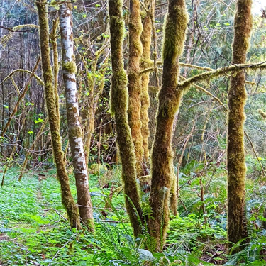 smaller mossy trees along Sierra Pacific Road 530 SSW of Wildwood, Lewis County, Washington