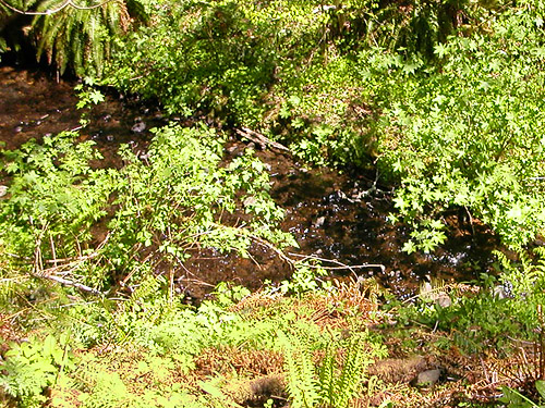 nameless creek under bridge along Sierra Pacific Road 530 SSW of Wildwood, Lewis County, Washington