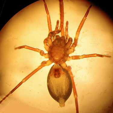 ventral view of Scotinella sculleni spider from litter along Sierra Pacific Road 530 SSW of Wildwood, Lewis County, Washington