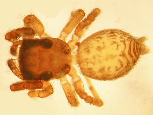 jumping spider Neon reticulatus from moss along Sierra Pacific Road 530 SSW of Wildwood, Lewis County, Washington