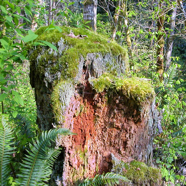 stump along Sierra Pacific Road 530 SSW of Wildwood, Lewis County, Washington