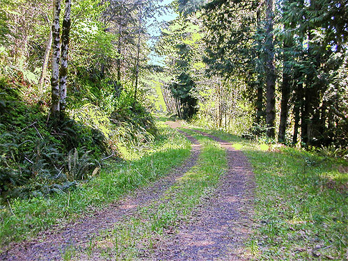 sylvan beauty along Sierra Pacific Road 530 SSW of Wildwood, Lewis County, Washington
