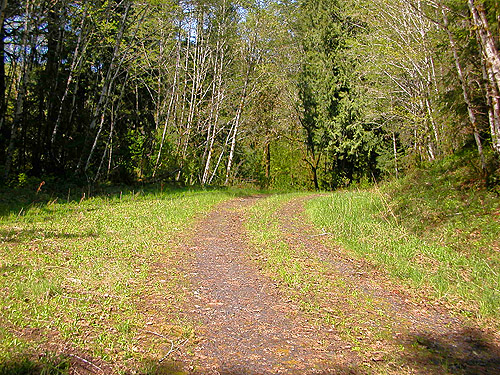 roadside in the sun along Sierra Pacific Road 530 SSW of Wildwood, Lewis County, Washington