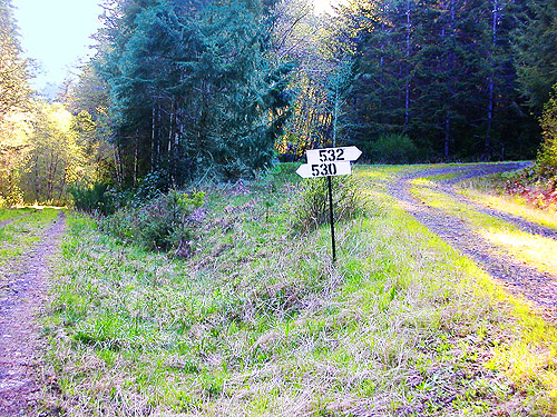 intersection along Sierra Pacific Road 530 SSW of Wildwood, Lewis County, Washington