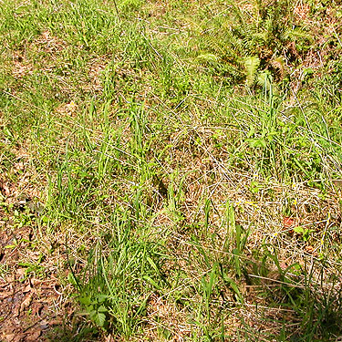 grassy verge habitat along Sierra Pacific Road 530 SSW of Wildwood, Lewis County, Washington
