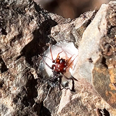 Castianeira making egg sac, Quartzite Mountain Trailhead NE of Chewelah, Washington