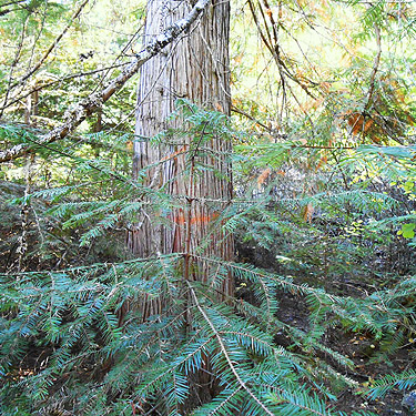 big red cedar tree, Quartzite Mountain Trailhead NE of Chewelah, Washington