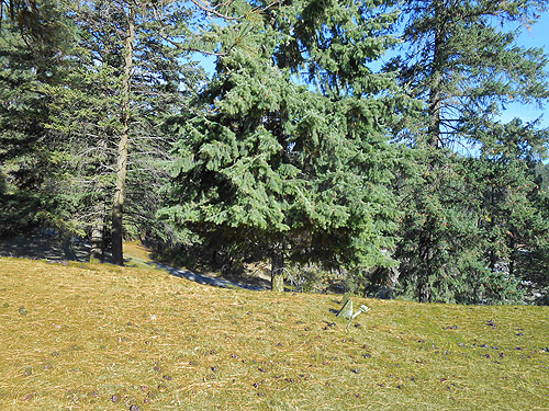 conifer foliage at NE Chewelah, Stevens County, Washington