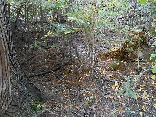 deep forest, Quartzite Mountain Trailhead NE of Chewelah, Washington