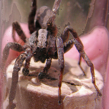 male spider Tarentula kochii, Quartzite Mountain Trailhead NE of Chewelah, Washington