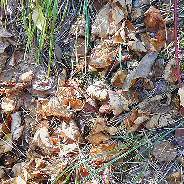 leaf litter, Quartzite Mountain Trailhead NE of Chewelah, Washington