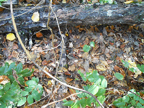leaf litter, Quartzite Mountain Trailhead NE of Chewelah, Washington