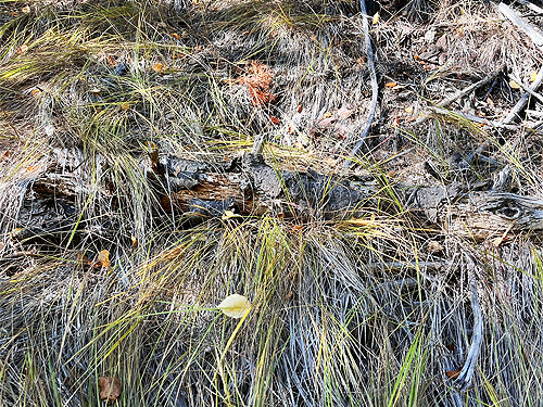 log with loose bark, Quartzite Mountain Trailhead NE of Chewelah, Washington
