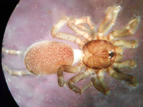 Microhexura spider from leaf litter, Quartzite Mountain Trailhead NE of Chewelah, Washington