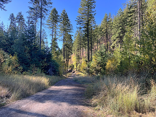 along road, Quartzite Mountain Trailhead NE of Chewelah, Washington