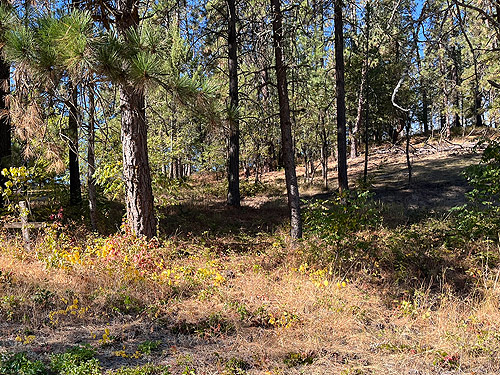 pine forest behind NE Chewelah, Stevens County, Washington