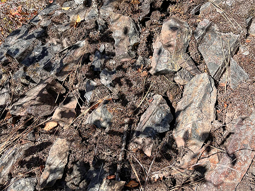 rocks, some with spiders, Quartzite Mountain Trailhead NE of Chewelah, Washington