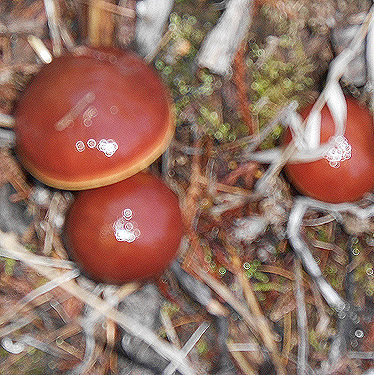 gaudy mushrooms, Quartzite Mountain Trailhead NE of Chewelah, Washington