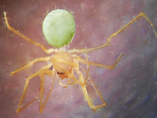 spider Usofila pacifica from Quartzite Mountain Trailhead NE of Chewelah, Washington