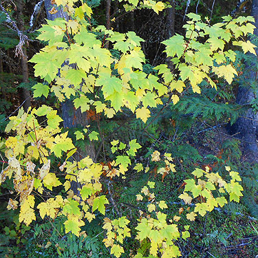 vine maple leaves, Quartzite Mountain Trailhead NE of Chewelah, Washington