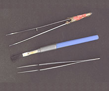 Forceps and brush used in spider collecting