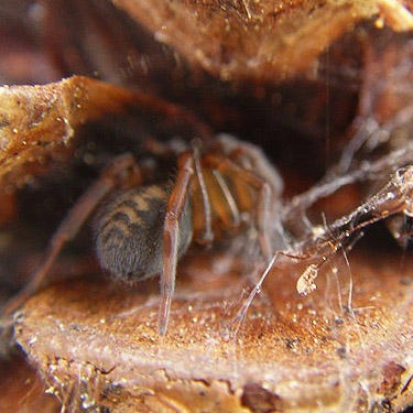 Callobius sp. spider in ponderosa pine cone, 29 Pines Campground, Kittitas County, Washington