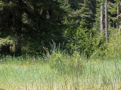 forest-edge grass field, 29 Pines Campground, Kittitas County, Washington