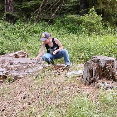 Jessi Bishopp collecting spiders from a log, 29 Pines Campground, Kittitas County, Washington