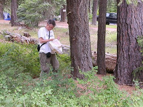 Laurel Ramseyer examines a pine cone spider sample, 29 Pines Campground, Kittitas County, Washington