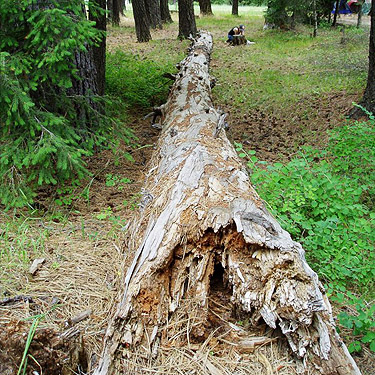 rotting log, Jessi Bishopp collecting spiders at other end, 29 Pines Campground, Kittitas County, Washington