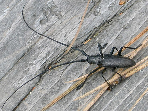 cerambycidae beetle pine sawyer Monochamus scutellatus